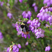 Red tailed Bee on Heather