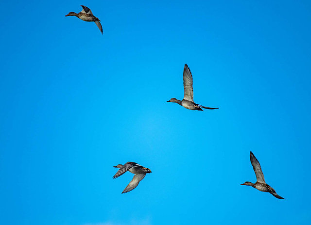 Birds in flight