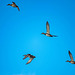 Birds in flight