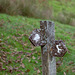 Grisedale this way