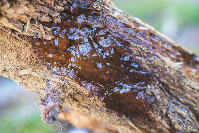 Slime mould on rotting Silver Birch