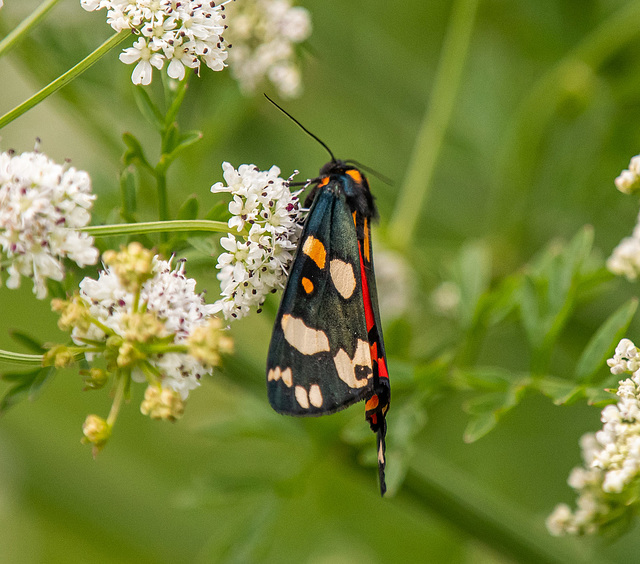 Scarlet tiger moth