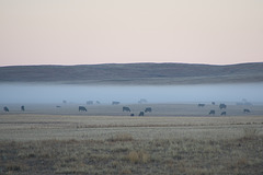 cows in morning mist