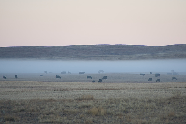 cows in morning mist