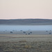 cows in morning mist