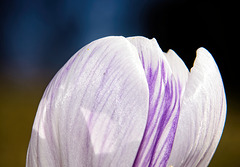 ..........weiß-lila ist an den Krokussen eine schöne Farbenkombination......................................white-purple is a nice color combination on the crocuses.......................................le blanc-violet est une belle combinaison de coule