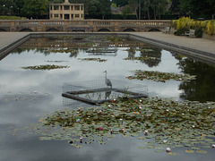 hin[22] - Eaton Park Heron