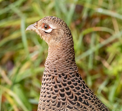 Pheasant