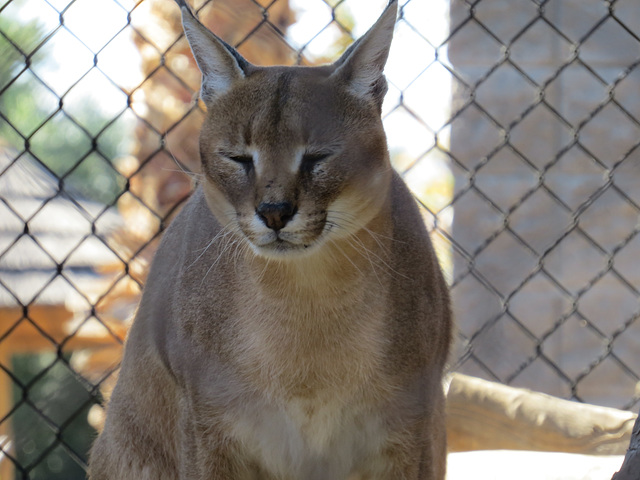 Caracal