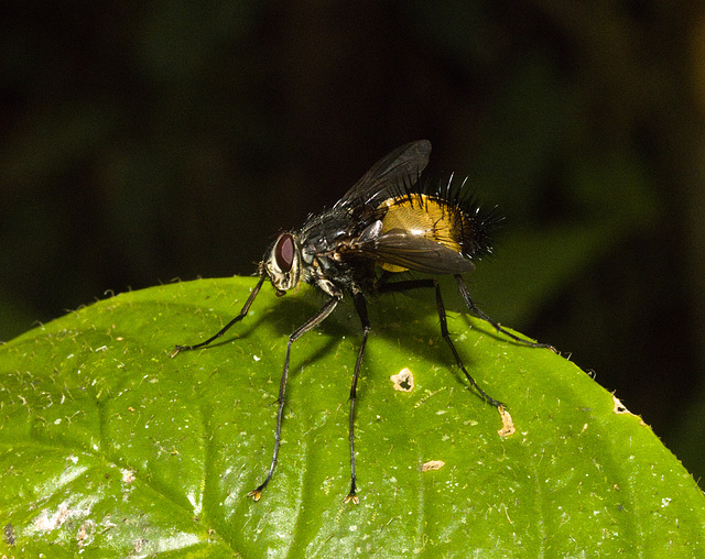 IMG 8001 Tachnid Fly-2