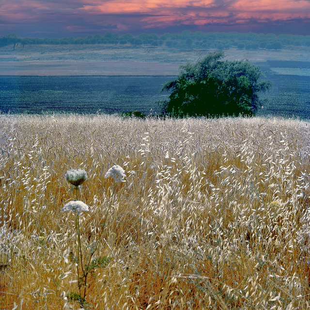 Israel Landscape