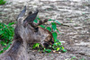 Bad Mergentheim (Wildpark)