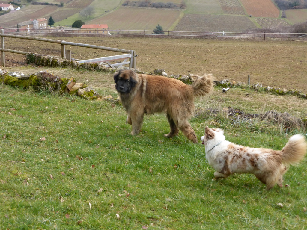 ballade canine