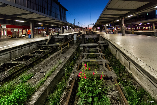 Blüten am Hauptbahnhof