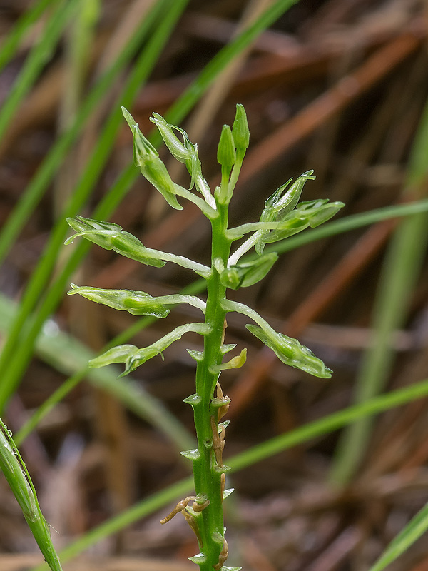 Malaxis abieticola (Arizona Adder's-mouth orchid)