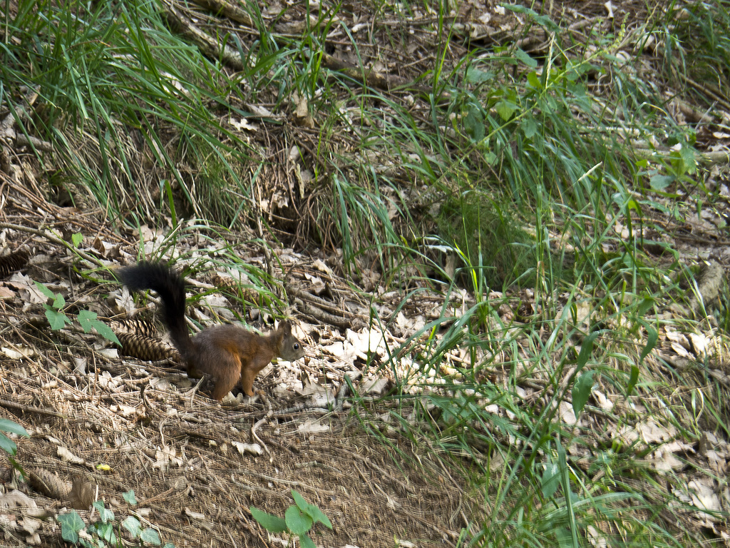 Jumps of a red squirrel in the woods