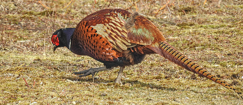 20180404 3490CPw [D~AUR] Fasan (Phasianus colchicus), Norderney