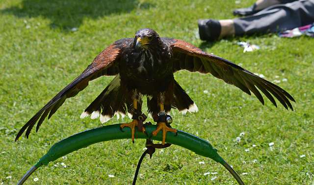 Harris Hawk 3