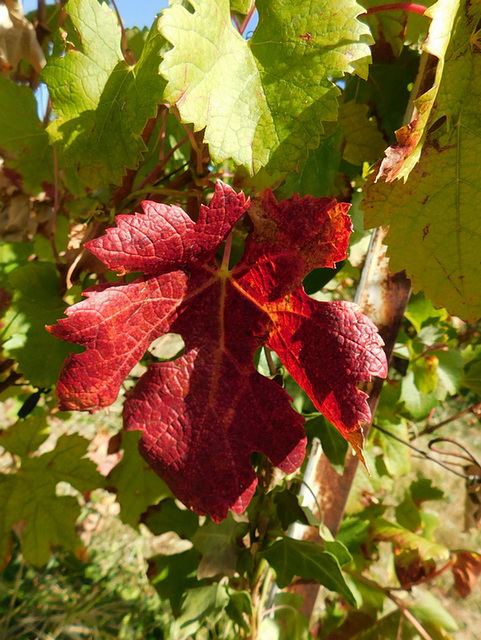 Feuille de vigne...