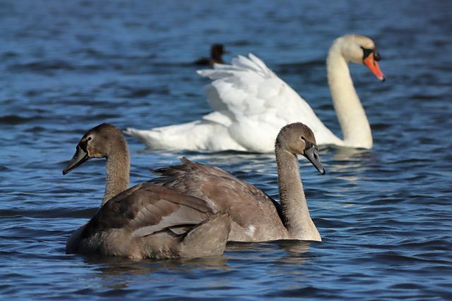 EOS 90D Peter Harriman 09 45 30 44012 swans dpp