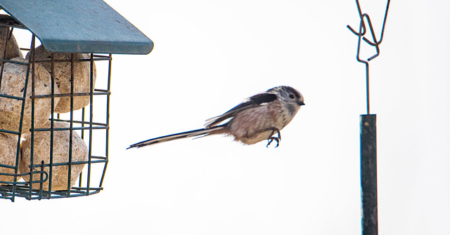 Long tailed tit