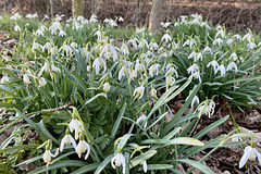 Snowdrops