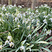 Snowdrops