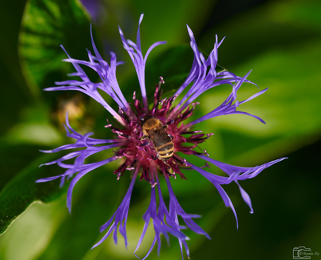 Biene auf Berg-Flockenblume