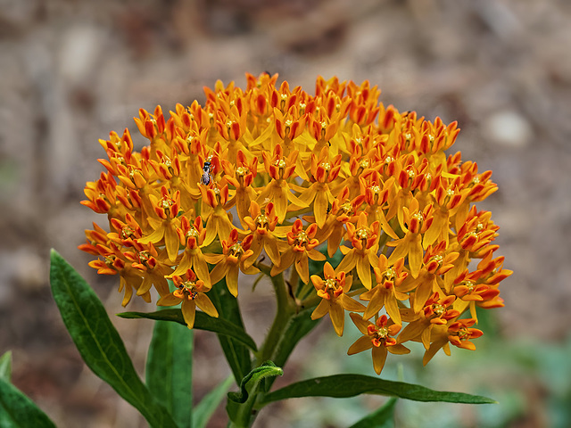 Milkweed flowers.   6017814