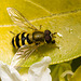 IMG 9798 Hoverflyv2