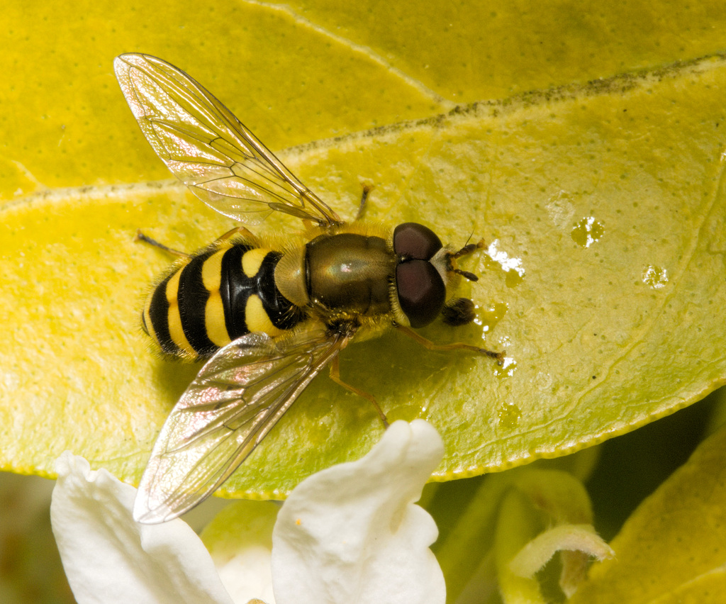 IMG 9798 Hoverflyv2