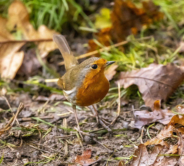 Robin
