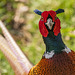 Pheasant