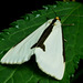 Haploa clymene, the Clymene moth