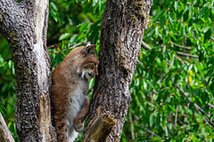 Bad Mergentheim (Wildpark)