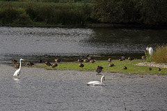 20150910 8725VRTw [D~PB] Silberreiher (Casmerodius albus), Ente, Höckerschwan (Cygnus olar), Steinhorster Becken, Delbrück