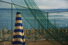 Early Summer Fence