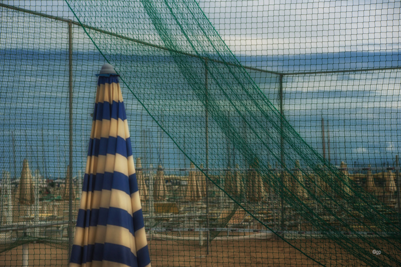 Early Summer Fence
