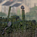 Little Owls at Padfield (Crop)