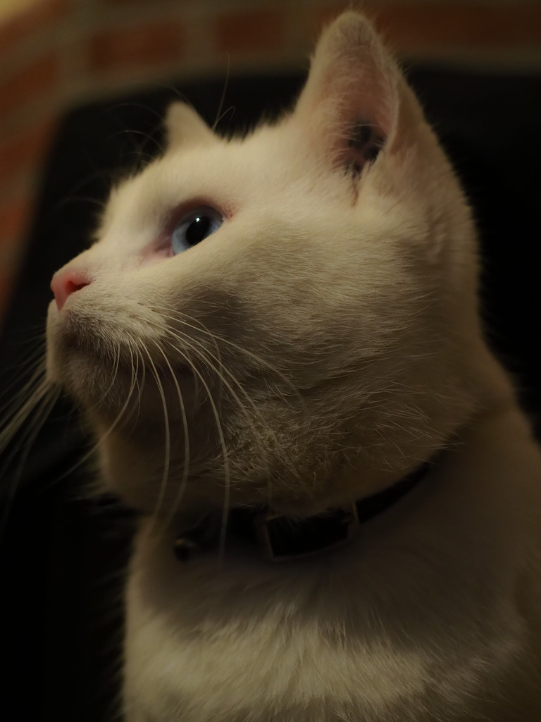 chat Philémon