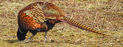 20180404 3491CPw [D~AUR] Fasan (Phasianus colchicus), Norderney