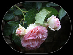 ROSES DE MON JARDIN POUR TOUS MES AMIS D'IPERNITY