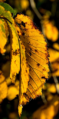 Autumn Gold