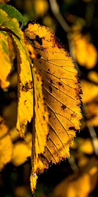 Autumn Gold
