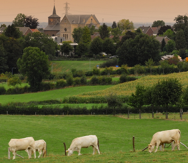 Church -Cows