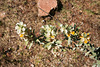 Flowers on the Shimbrety trek