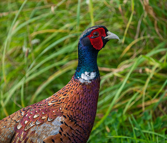 Pheasant