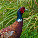 Pheasant