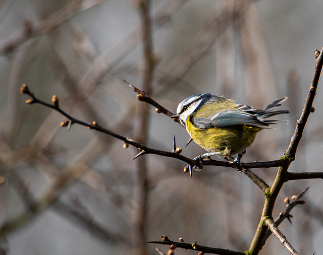 Blue tit