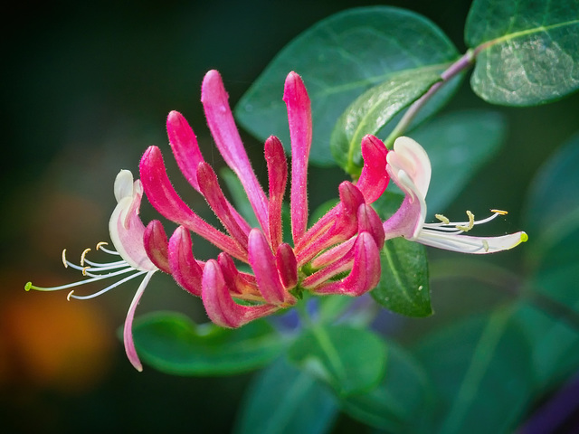 Honeysuckle